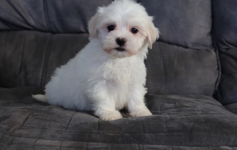 Havanese puppies Image eClassifieds4u