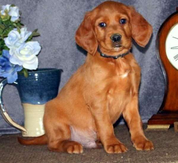 Irish Setter puppies Image eClassifieds4u