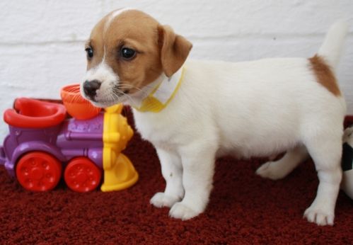 Jack Russell puppies ready!!!! Image eClassifieds4u