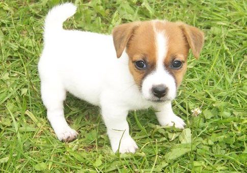 Jack Russell puppies ready!!!! Image eClassifieds4u