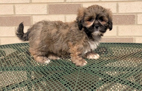 Lhasa Apso puppies 2 males and 2 females Image eClassifieds4u