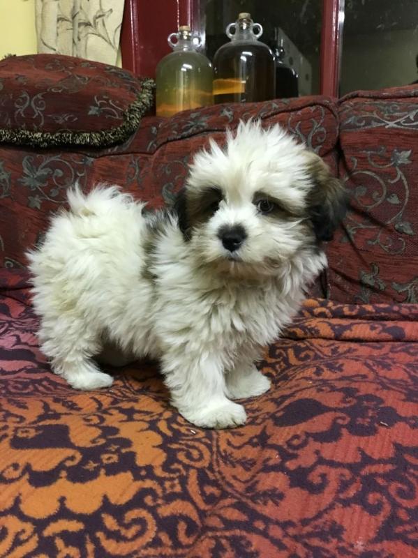 Lhasa Apso puppies 2 males and 2 females Image eClassifieds4u