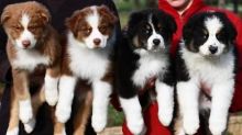 Australian Shepherd puppies Image eClassifieds4u 2