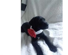 Beautiful male and female Graet Dane puppies Image eClassifieds4U