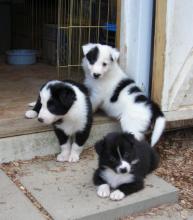 Border Collie puppies Image eClassifieds4U