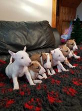 Bull Terrier puppies Image eClassifieds4u 3