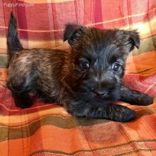 Cairn Terrier puppies Image eClassifieds4u 2