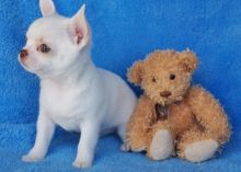 Chihauhua puppies ready Image eClassifieds4u 3