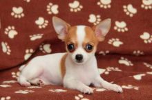 Chihauhua puppies ready Image eClassifieds4u 2