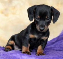 Dachshund puppies Image eClassifieds4u 4