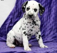 Dalmatian puppies Image eClassifieds4u 2