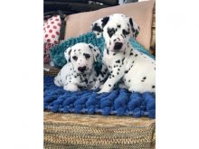 Dalmatian puppies Image eClassifieds4u 3