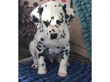 Dalmatian puppies Image eClassifieds4u 1