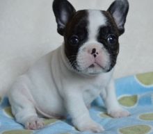 French Bulldog puppies ready Image eClassifieds4u 3