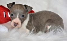 Italian Greyhound puppies Image eClassifieds4U
