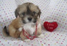 Lhasa Apso puppies 2 males and 2 females Image eClassifieds4u 3