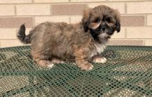 Lhasa Apso puppies 2 males and 2 females Image eClassifieds4u 2