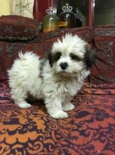 Lhasa Apso puppies 2 males and 2 females Image eClassifieds4u 1