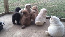 Outstanding Male and Female Chow Chow Puppies-Oakville Image eClassifieds4u 2