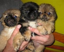 Pekingese puppies Image eClassifieds4u 4