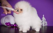 Pomeranian puppies Image eClassifieds4u 4