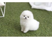 Pomeranian puppies Image eClassifieds4u 1