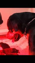 Rottwieler puppies Germane bloodline Image eClassifieds4u 4