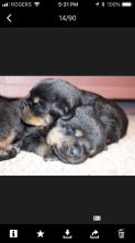 Rottwieler puppies Germane bloodline Image eClassifieds4u 1