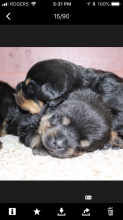 Rottwieler puppies Germane bloodline Image eClassifieds4u 3