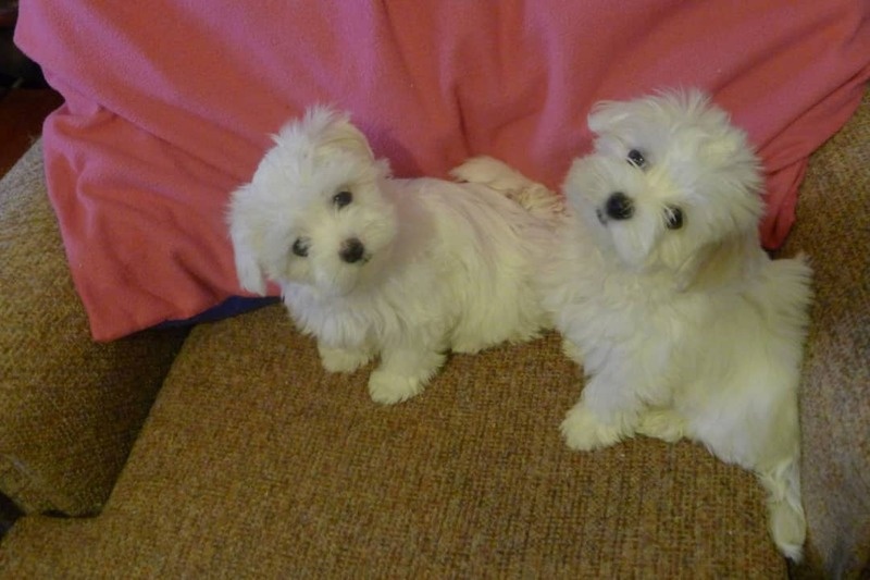 Maltese puppies Image eClassifieds4u