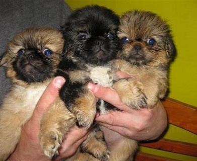 Pekingese puppies Image eClassifieds4u