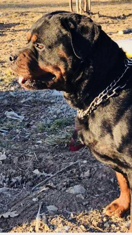 Rottwieler puppies Germane bloodline Image eClassifieds4u