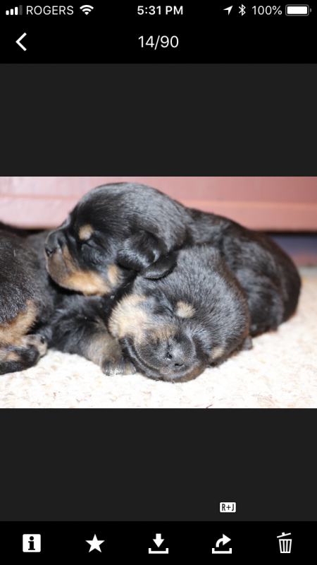 Rottwieler puppies Germane bloodline Image eClassifieds4u