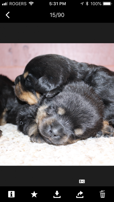 Rottwieler puppies Germane bloodline Image eClassifieds4u