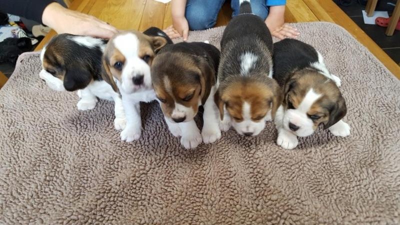 Super adorable Beagle puppies. Image eClassifieds4u
