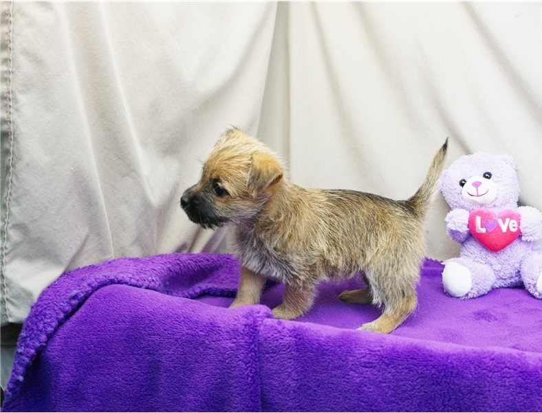 Very healthy and cute Cairn Terrier puppies Image eClassifieds4u