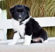 Adorable male and female Australia shephert puppies