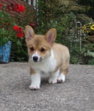 Corgi Puppies