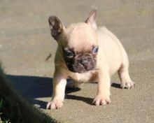 French Bulldog Puppies