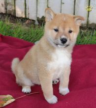 Shiba Inu Puppies