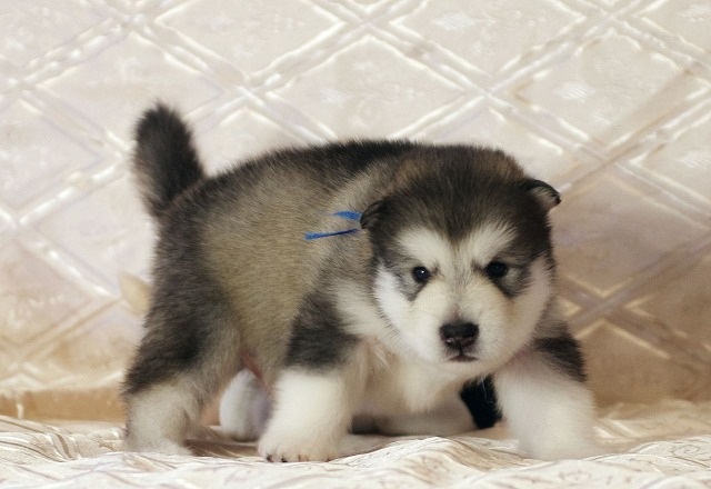 Alaskan Malamute Puppies Image eClassifieds4u