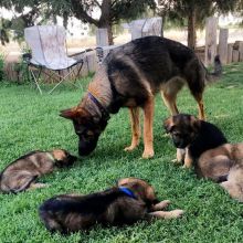 11wks CKC Pure Breed German Shepherd Puppies Image eClassifieds4U