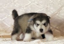 Alaskan Malamute Puppies Image eClassifieds4U