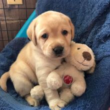 Two Lovely Labrador retriever puppies available. Image eClassifieds4U