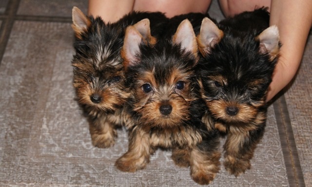 Yorkie Puppies Image eClassifieds4u