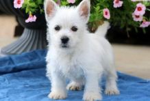 Cute and Cuddly West Highland White Terrier Pups For Sale-E mail on ( paulhulk789@gmail.com )