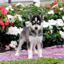 Fantastic Alaskan Klee Kai Pups For Lovely Homes-E mail on ( paulhulk789@gmail.com )