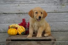 Golden Retriever Puppies