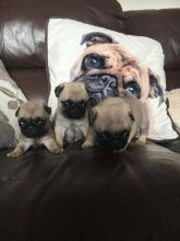 Pug Puppies