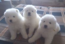 Samoyed Puppies